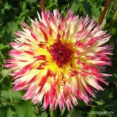 Георгина Линдси Мишель кактусовидная