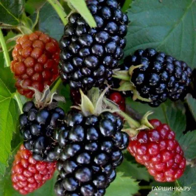 Ежевика Лох Несс