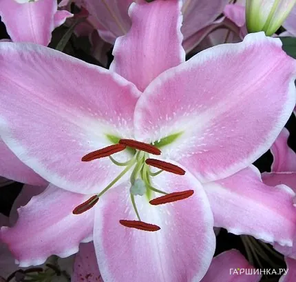 Лилия Мэйбел восточная/2шт