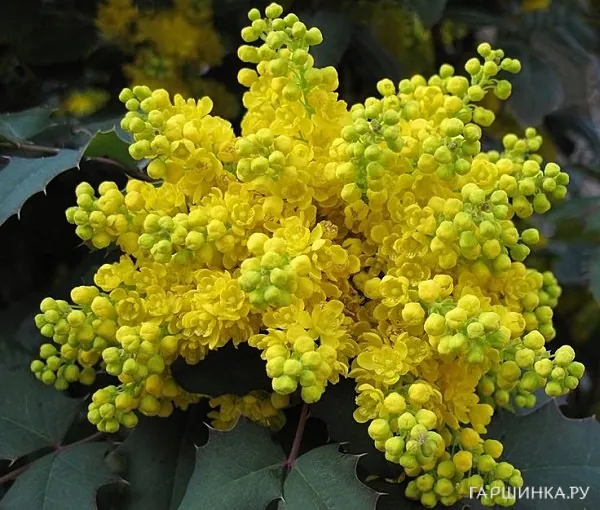 Магония падуболистная