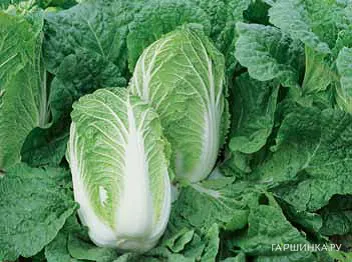 Пекинская капуста Маноко F1