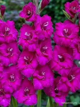 Гладиолус Мануэла 5 шт.