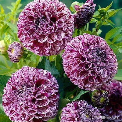 Георгина Марбл Болл помпонная