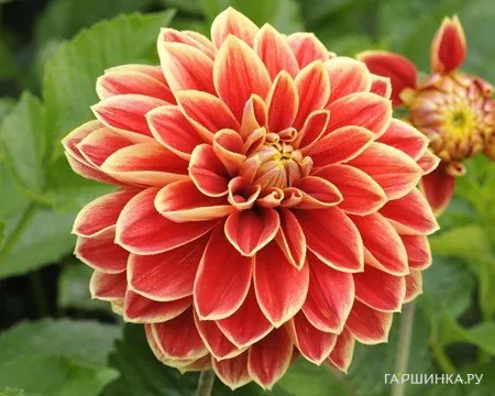 Георгина Максим декоративная