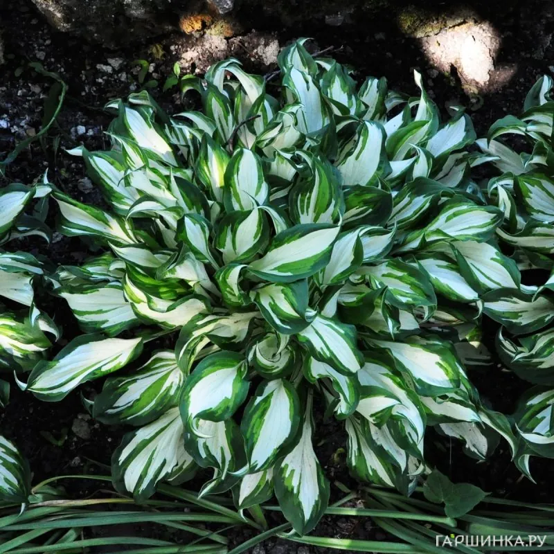 Хоста Медиовариегата волнистая (М)