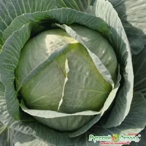 Капуста Мегатон белокочанная F1 10 шт.
