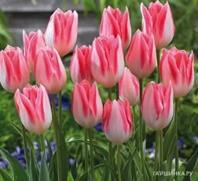 Тюльпан Микки Чик Триумф 5 шт