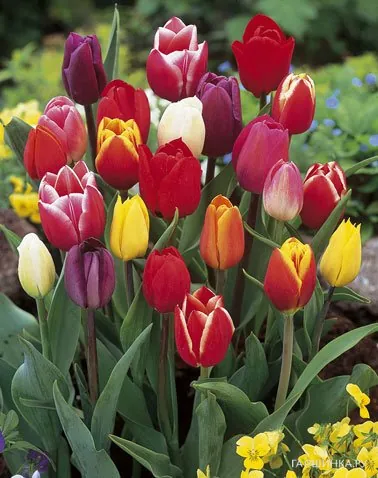 Тюльпан Триумф МИКС 10шт/уп