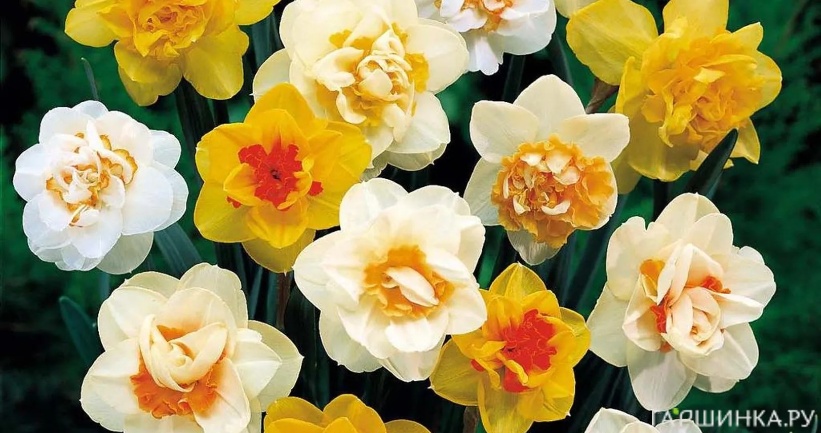 Нарциссы махровые микс 5шт.