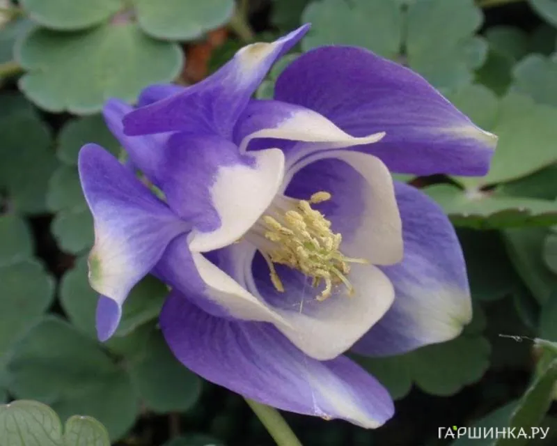 Аквилегия вееровидная Министар