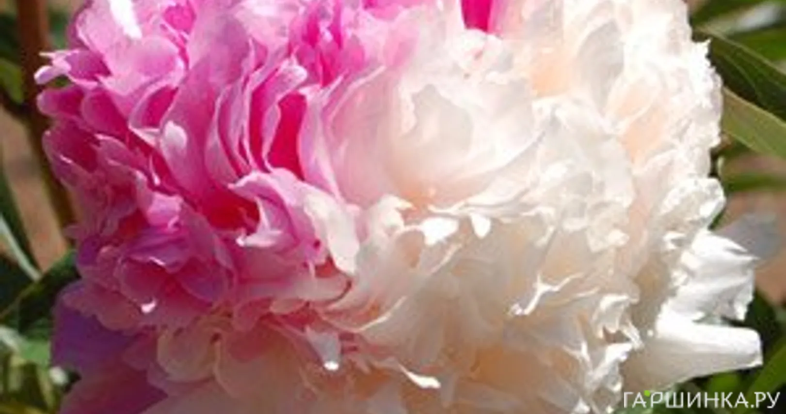 Пион Мистер Эд