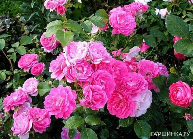 Роза Морден Сентенниал канадская парковая (лиц)