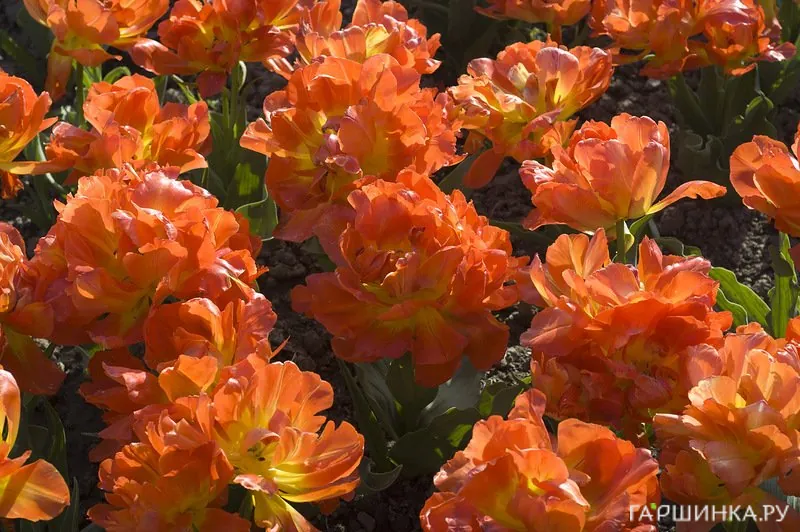 Тюльпан Монте Оранж махровый 5шт.