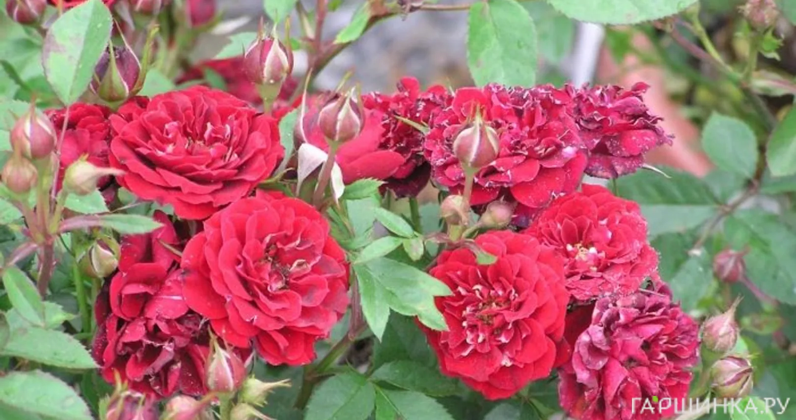 Роза Морден Аморетт канадская парковая (лиц)