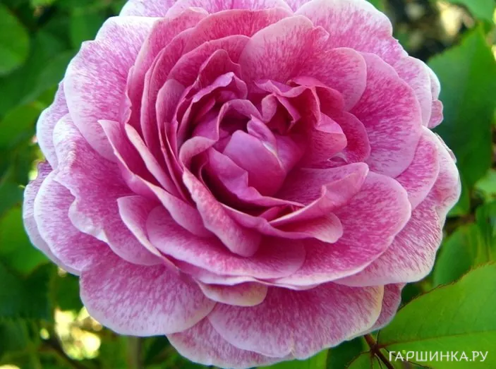 Роза Морден Руби канадская парковая (лиц)