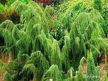 Можжевельник обыкновенный Horstmann