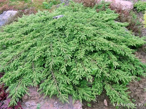 Можжевельник обыкновенный Грин Карпет