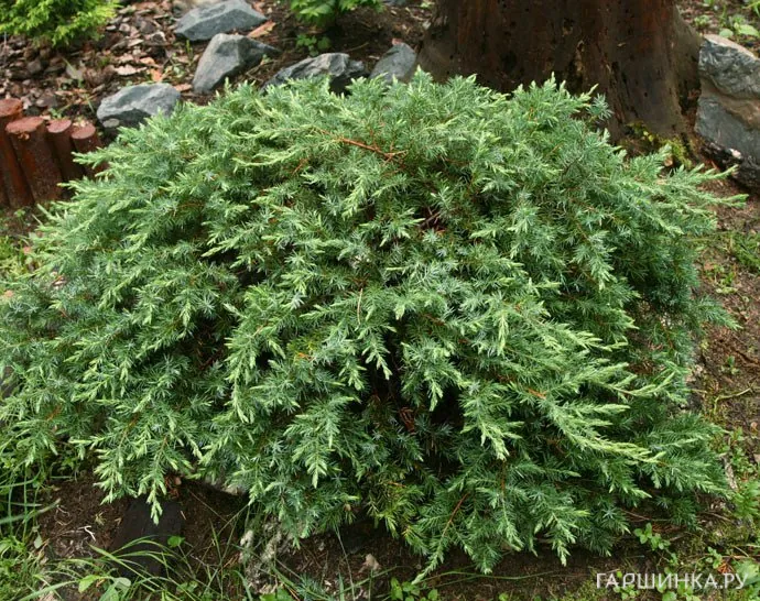 Можжевельник прибрежный Шлягер