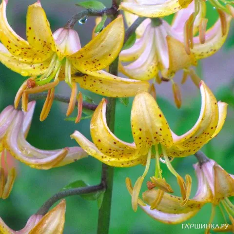 Лилия Мрс.Р.О.Бакхауз кудреватая/ 2шт