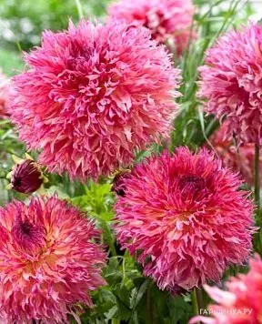 Георгина Мертис Фолли бахромчатая