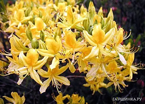 Рододендрон (Азалия) Narcissiflora Р9