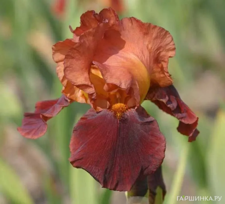 Ирис бородатый Натчез Трэйс