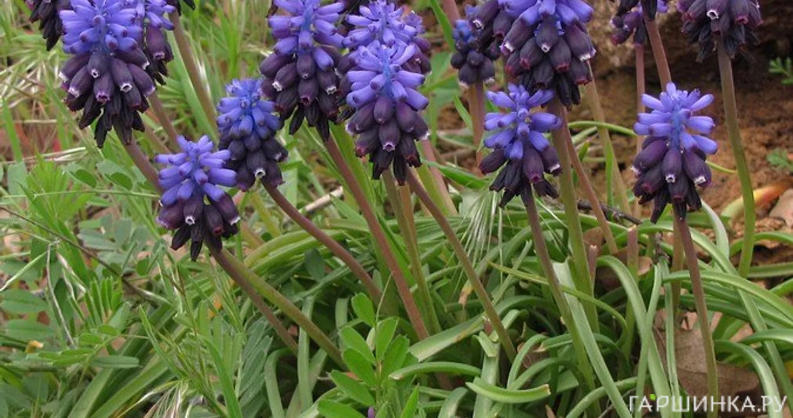 Мускари Неглектум 10шт