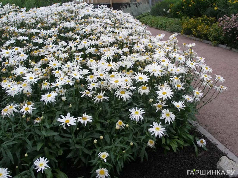 Нивяник (Ромашка) обыкновенный