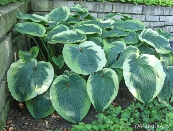 Хоста Нозен Экспози (L)