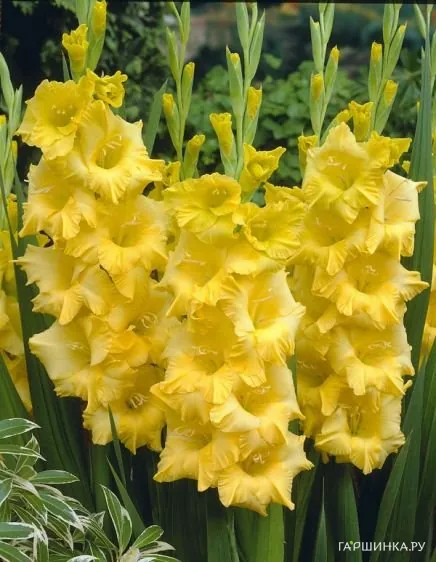 Гладиолус Нова Люкс