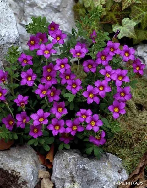 Оксалис Gothenbourg 3шт