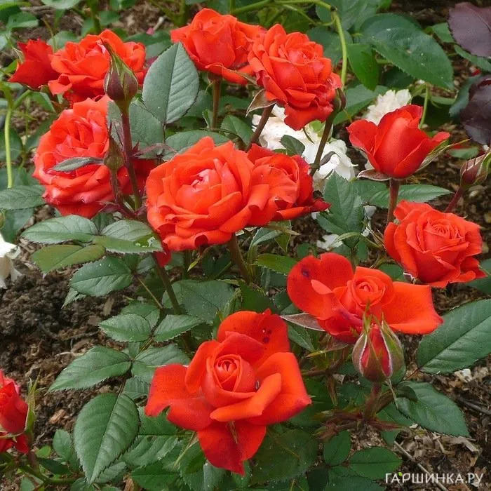 Роза Оранж Джувел мини, Топалович (лиц)