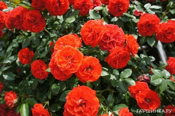 Роза Оранж Мейландина миниатюрная, Top Roses