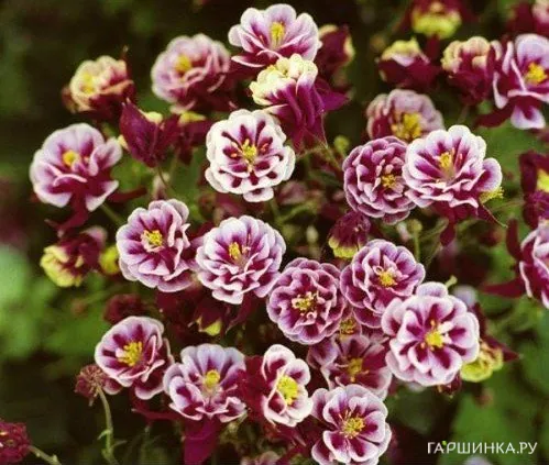 Аквилегия Винки Дубль Роуз Вайт