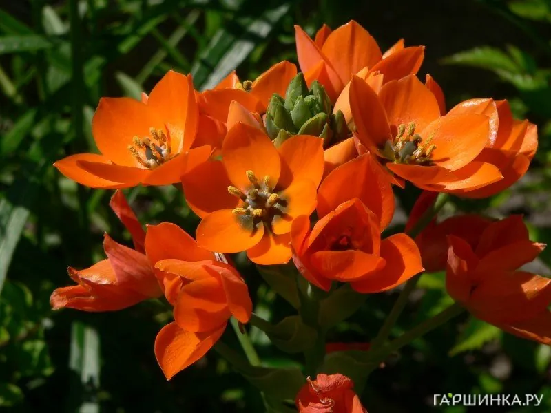 Птицемлечник Dubium 5шт