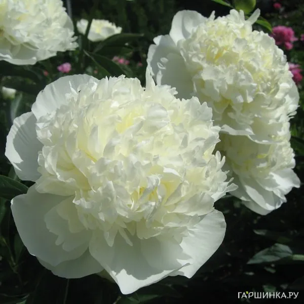 Пион Дюшес де Немур