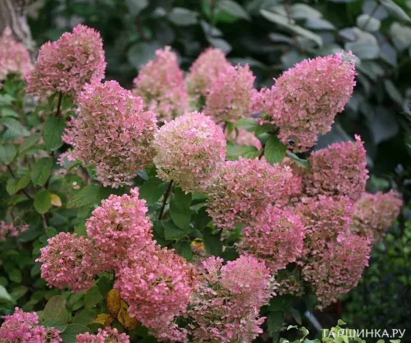 Гортензия Бобо метельчатая