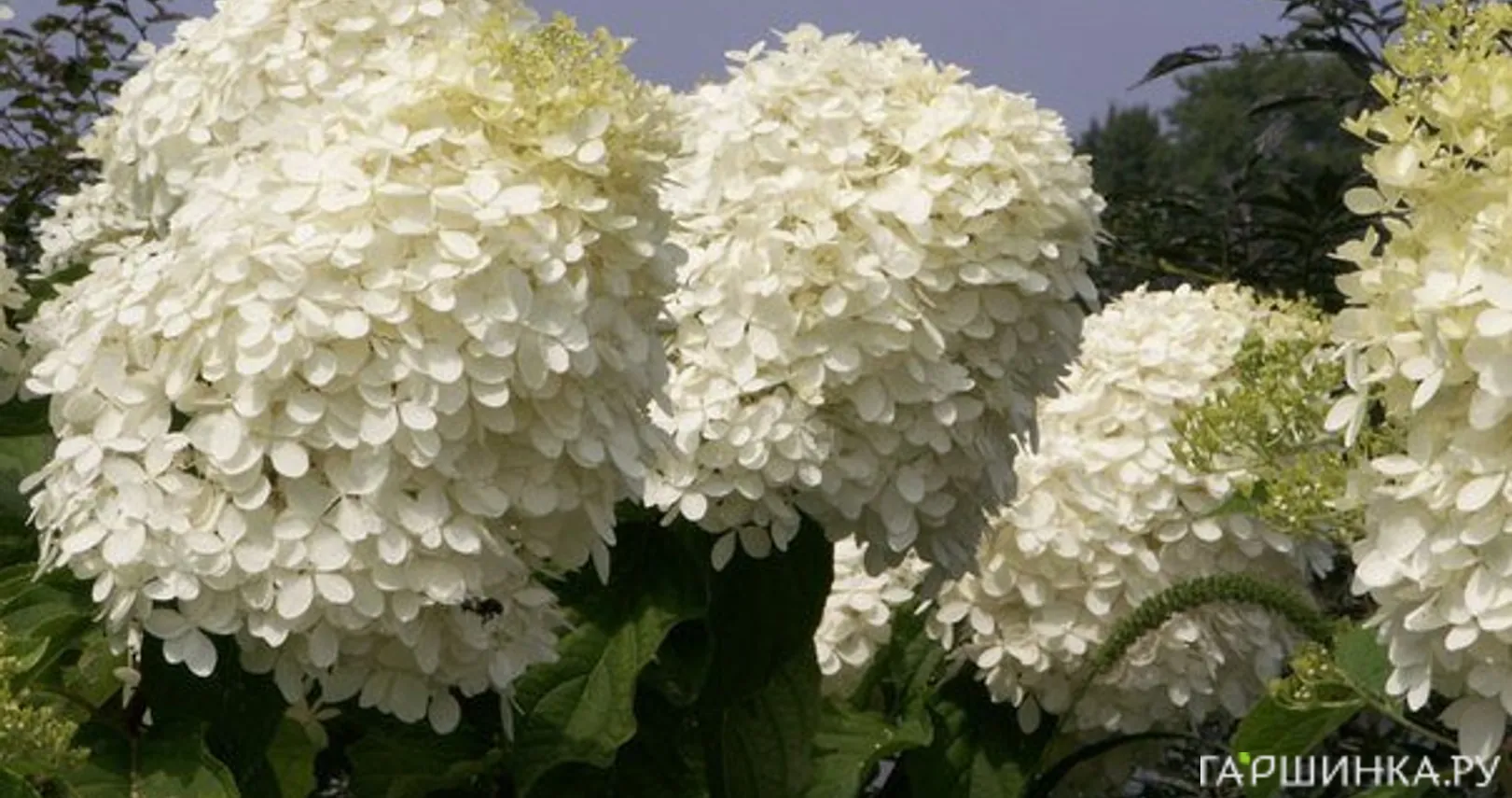 Гортензия Фантом (Мега Перл) метельчатая