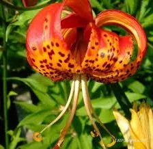 Лилия Парадалинум видовая/ 2 шт