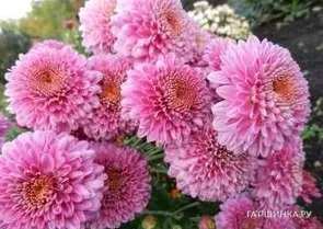 Хризантема Пэйтон Дэйл Пинк