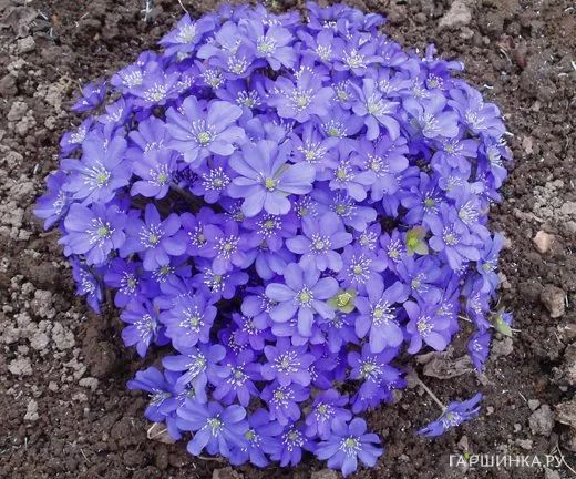 Печеночница трансильванская Блу Джевел