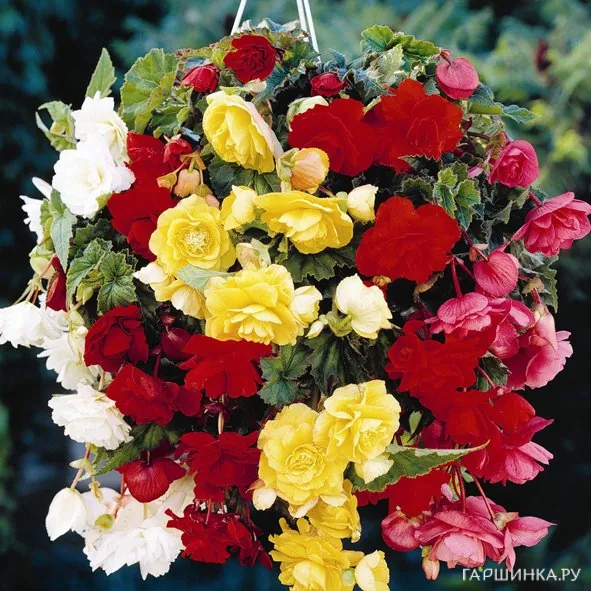 Бегония Пендула Микс