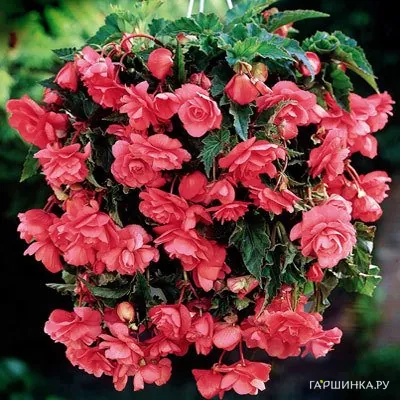 Бегония Пендула Пинк