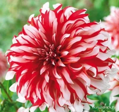 Георгина Пенни Лейн декоративная