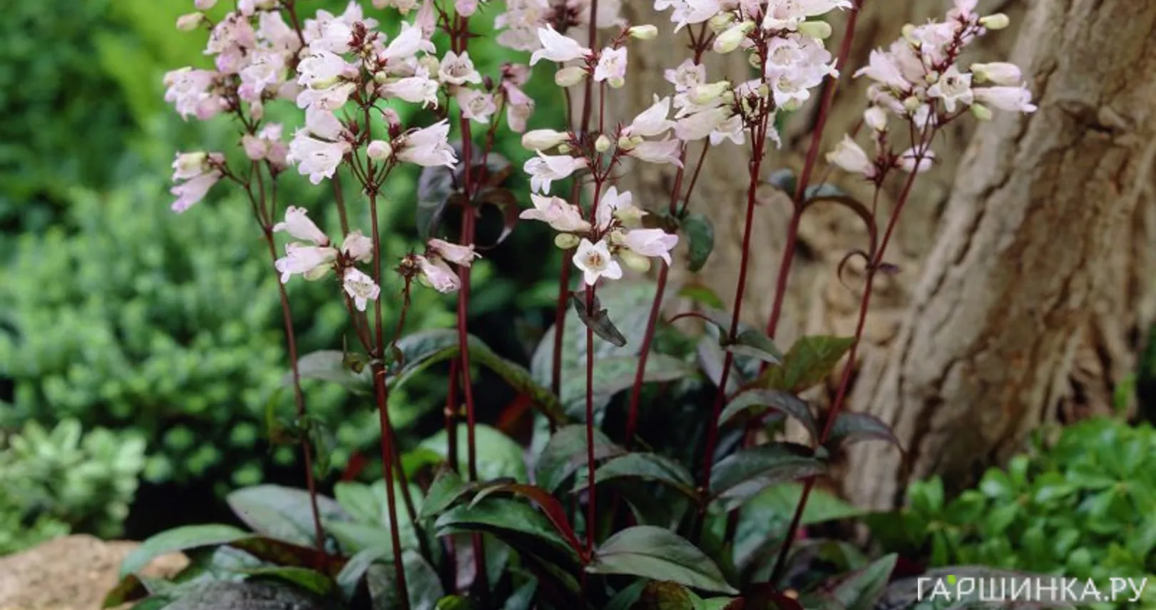 Пенстемон Хаскер Ред