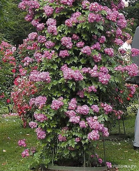 Роза Перенниал Блю плетистая, Тантау (лиц)