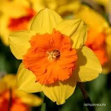 Нарцисс Пимпернел крупнокорончатый 5шт.