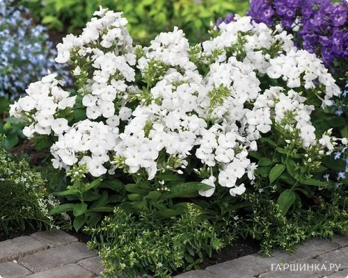 Флокс метельчатый Pina Colada