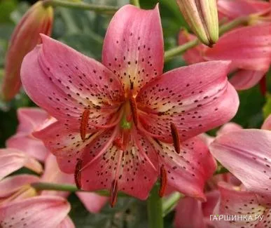 Лилия Пинк Флэйвор тигровая /2шт