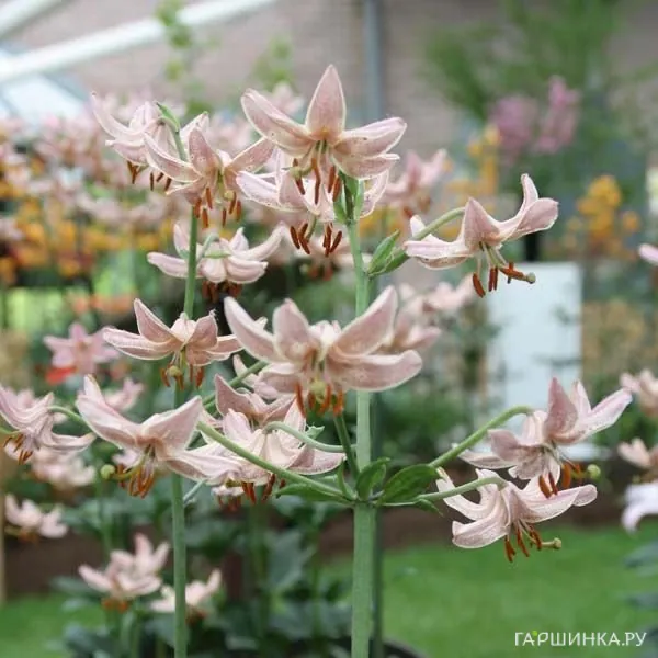 Лилия Пинк Монинг кудреватая 1 шт